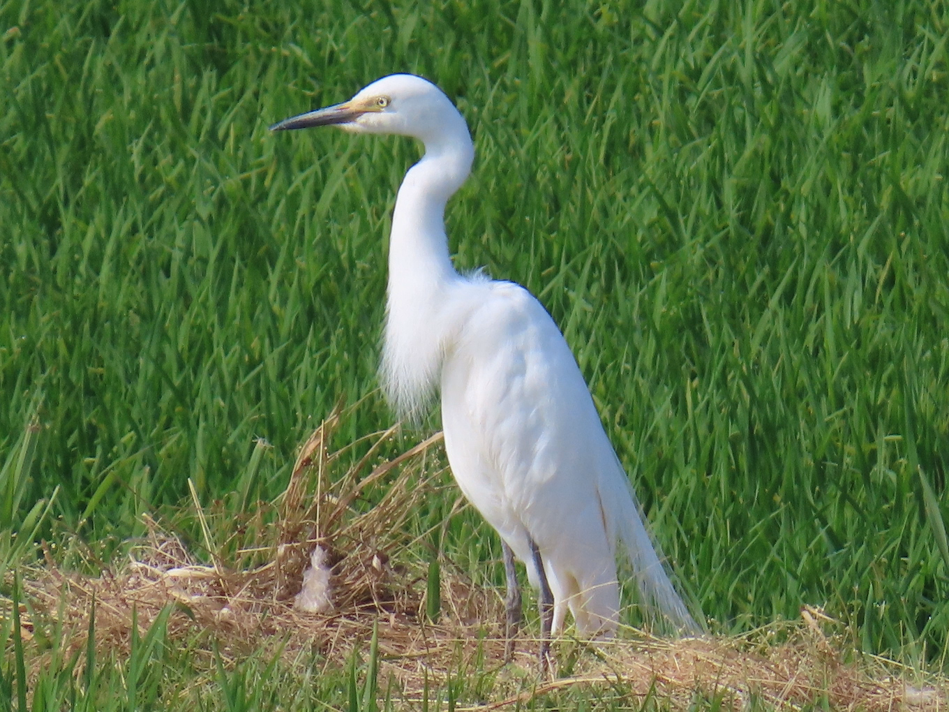 medium egret