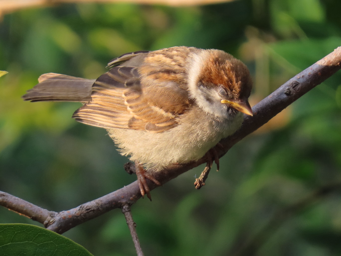 sparrow
